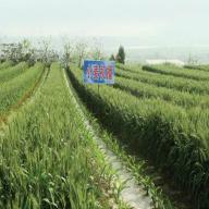Wheat field in China, 2014. 