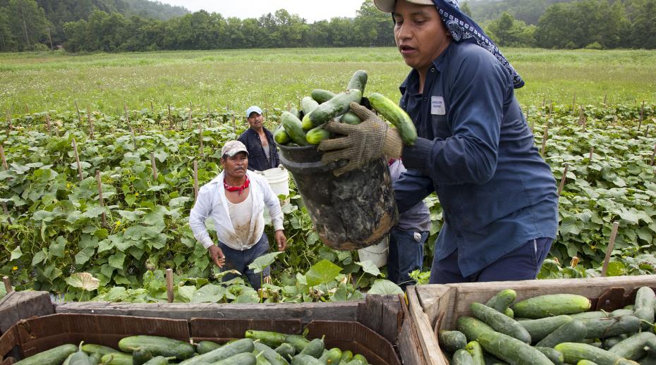 Migrant workers load cucumbers into a truck in Virginia, USA
