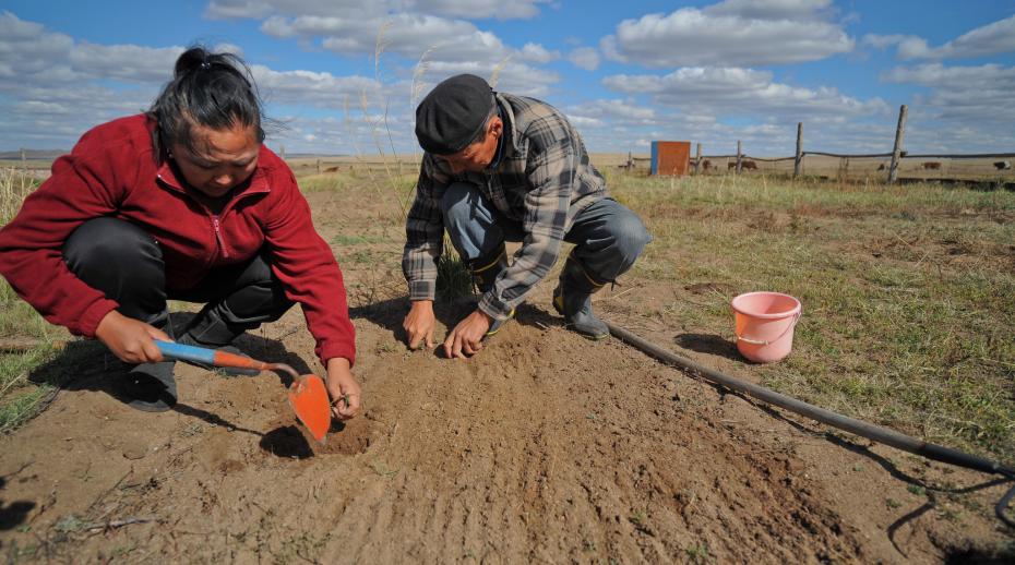 Mongolian herders combat consequences of climate change by using animal feed that is more resilient towards extreme weather changes