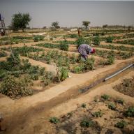 An agricultural project in Mali.